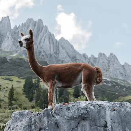 Arthurhaus Hotel Mühlbach am Hochkönig